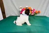 Java, a male Cavapoo for sale in Fordland, MO – 4 of 9