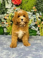 Ike, a male Cavapoo for sale in Fordland, MO – Photo 1 of 9