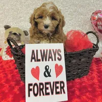 Ike, a male Cavapoo for sale in Fordland, MO – Photo 4 of 9