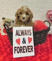 processed/2336a02f-9f42-4a36-a991-3d9046700e48/listing/9a8de4f9-27ef-4716-81ff-0965cd79a22f/4cd2de8c-8e79-40e9-9b30-975ce3c7bb45