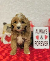 processed/2336a02f-9f42-4a36-a991-3d9046700e48/listing/9a8de4f9-27ef-4716-81ff-0965cd79a22f/525a8ced-10a8-4eeb-a9e1-44550ba6e497