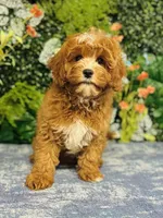 Ike, a male Cavapoo for sale in Fordland, MO – Photo 8 of 9