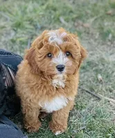 Ike, a male Cavapoo for sale in Fordland, MO – Photo 5 of 9