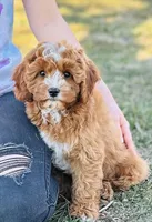 Ike, a male Cavapoo for sale in Fordland, MO – Photo 6 of 9