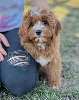 Ike, a male Cavapoo for sale in Fordland, MO – Photo 7 of 9