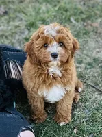 Ike, a male Cavapoo for sale in Fordland, MO – Photo 2 of 9