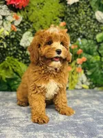 Ike, a male Cavapoo for sale in Fordland, MO – Photo 9 of 9