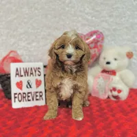 Ike, a male Cavapoo for sale in Fordland, MO – Photo 3 of 9