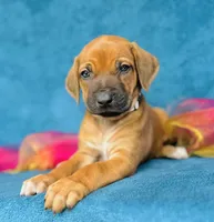 Amara, a female Rhodesian Ridgeback for sale in Fordland, MO – 5 of 8