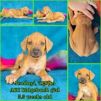 Jendayi, a female Rhodesian Ridgeback for sale in Fordland, MO – 6 of 8