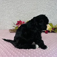 Lennon, a male Cavapoo and Poodle - Miniature  for sale in Fordland, MO – Photo 6 of 7