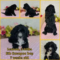 Lennon, a male Cavapoo and Poodle - Miniature  for sale in Fordland, MO – Photo 2 of 7
