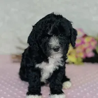 Lennon, a male Cavapoo and Poodle - Miniature  for sale in Fordland, MO – Photo 4 of 7