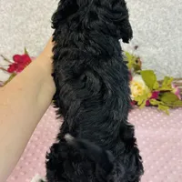 Lennon, a male Cavapoo and Poodle - Miniature  for sale in Fordland, MO – Photo 7 of 7