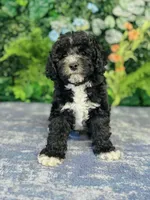 Lennon, a male Cavapoo and Poodle - Miniature  for sale in Fordland, MO – Photo 10 of 10