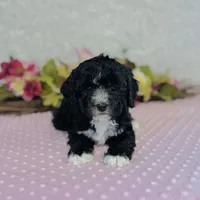 Lennon, a male Cavapoo and Poodle - Miniature  for sale in Fordland, MO – Photo 3 of 7