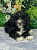 Lennon, a male Cavapoo and Poodle - Miniature  for sale in Fordland, MO – Photo 9 of 10