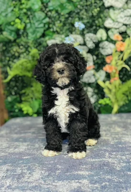Lennon – Cavapoo, Poodle - Miniature  puppy for sale in Fordland, MO