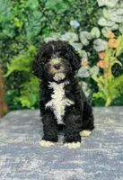 Lennon, a male Cavapoo and Poodle - Miniature  for sale in Fordland, MO – Photo 1 of 10