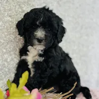 Lennon, a male Cavapoo and Poodle - Miniature  for sale in Fordland, MO – Photo 1 of 7