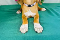 Royale, a female Rhodesian Ridgeback for sale in Fordland, MO – 6 of 9