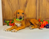 Legacy, a female Rhodesian Ridgeback for sale in Fordland, MO – 4 of 9