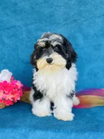 Aiko, a male Cavapoo and Poodle - Miniature  for sale in Fordland, MO – 10 of 10