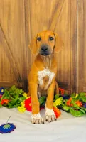 Royale, a female Rhodesian Ridgeback for sale in Fordland, MO – 5 of 9
