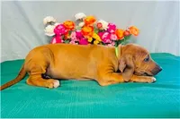 Legacy, a female Rhodesian Ridgeback for sale in Fordland, MO – 9 of 9