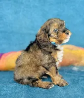 Oberyn, a male Cavapoo for sale in Fordland, MO – 7 of 9