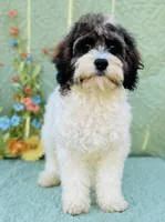 Axel, a male Cavapoo and Poodle - Miniature  for sale in Fordland, MO – Photo 9 of 10