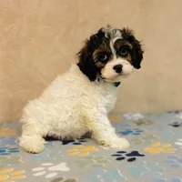 Axel, a male Cavapoo and Poodle - Miniature  for sale in Fordland, MO – Photo 5 of 10