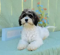 Axel, a male Cavapoo and Poodle - Miniature  for sale in Fordland, MO – Photo 8 of 10