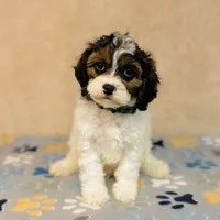 Axel, a male Cavapoo and Poodle - Miniature  for sale in Fordland, MO – Photo 6 of 10