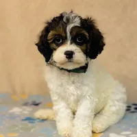 Axel, a male Cavapoo and Poodle - Miniature  for sale in Fordland, MO – Photo 4 of 10