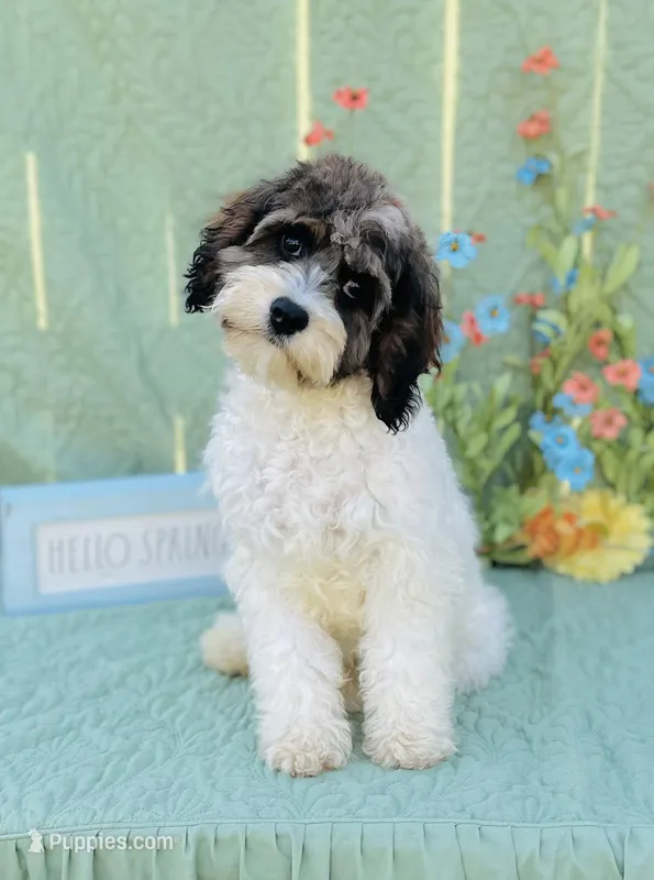 Axel – Cavapoo, Poodle - Miniature  puppy for sale in Fordland, MO