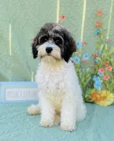 Axel, a male Cavapoo and Poodle - Miniature  for sale in Fordland, MO – Photo 10 of 10