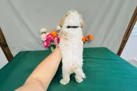 Kona, a male Cavapoo for sale in Fordland, MO – 7 of 9