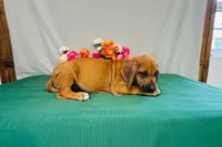 Wade, a male Rhodesian Ridgeback for sale in Fordland, MO – 8 of 9