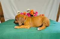 Wade, a male Rhodesian Ridgeback for sale in Fordland, MO – 9 of 9