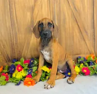 Walker, a male Rhodesian Ridgeback for sale in Fordland, MO – 2 of 8