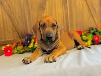 Wade, a male Rhodesian Ridgeback for sale in Fordland, MO – 4 of 9