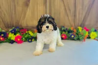 Java, a male Cavapoo for sale in Fordland, MO – 7 of 9
