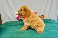 Cascade, a female Cavapoo for sale in Fordland, MO – 5 of 9
