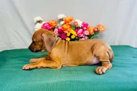 Duchess, a female Rhodesian Ridgeback for sale in Fordland, MO – 5 of 8