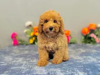Cascade, a female Cavapoo for sale in Fordland, MO – 7 of 9