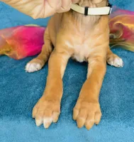 Amara, a female Rhodesian Ridgeback for sale in Fordland, MO – 6 of 8