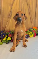 Mae, a female Rhodesian Ridgeback for sale in Fordland, MO – 7 of 8