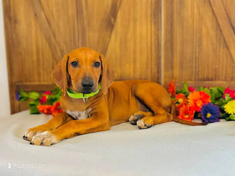 Legacy – Rhodesian Ridgeback puppy for sale in Fordland, MO
