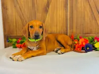 Legacy, a female Rhodesian Ridgeback for sale in Fordland, MO – 1 of 9